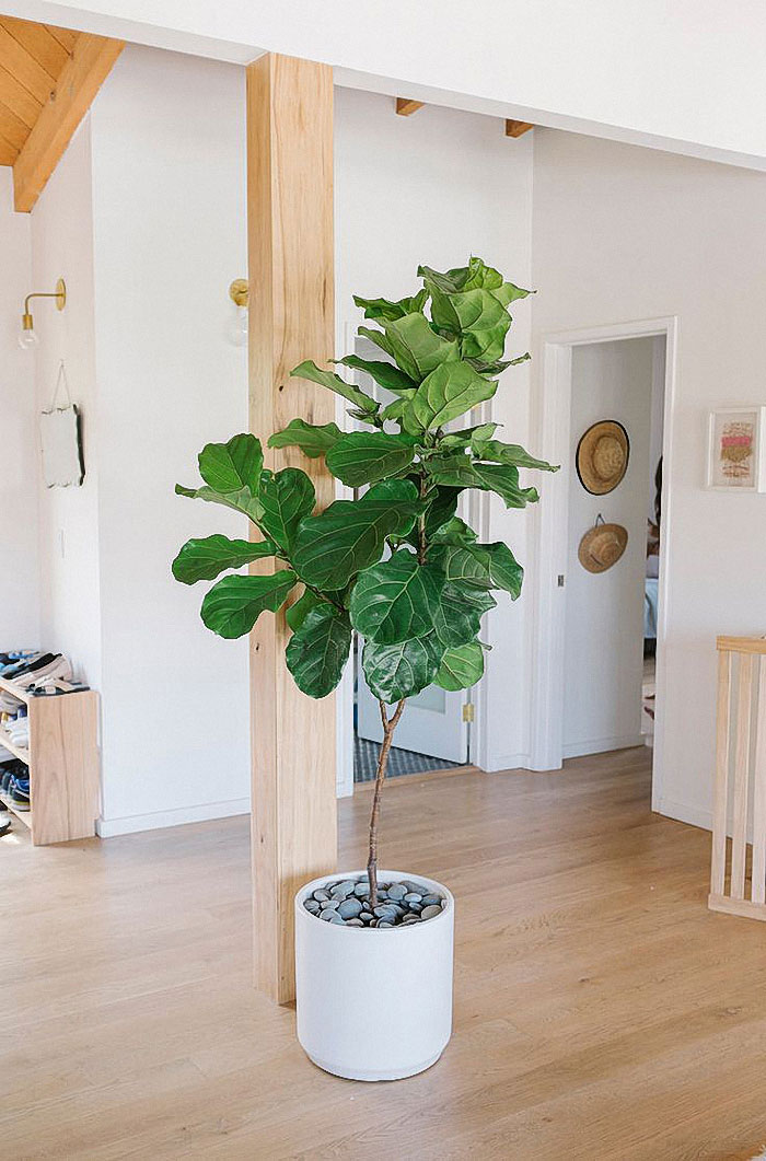 fiddle fig