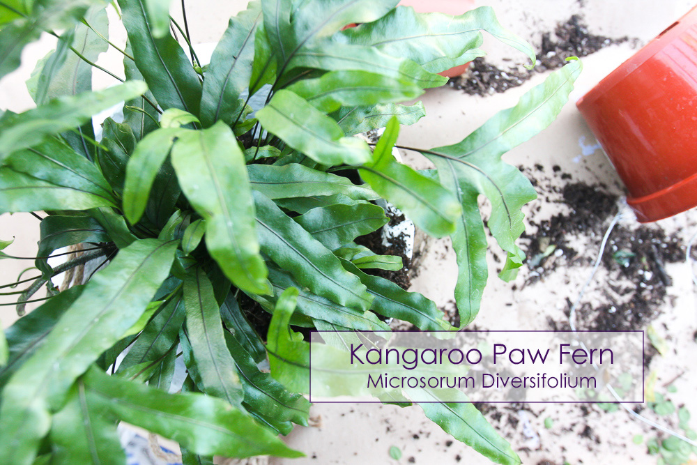 kangaroo paw fern