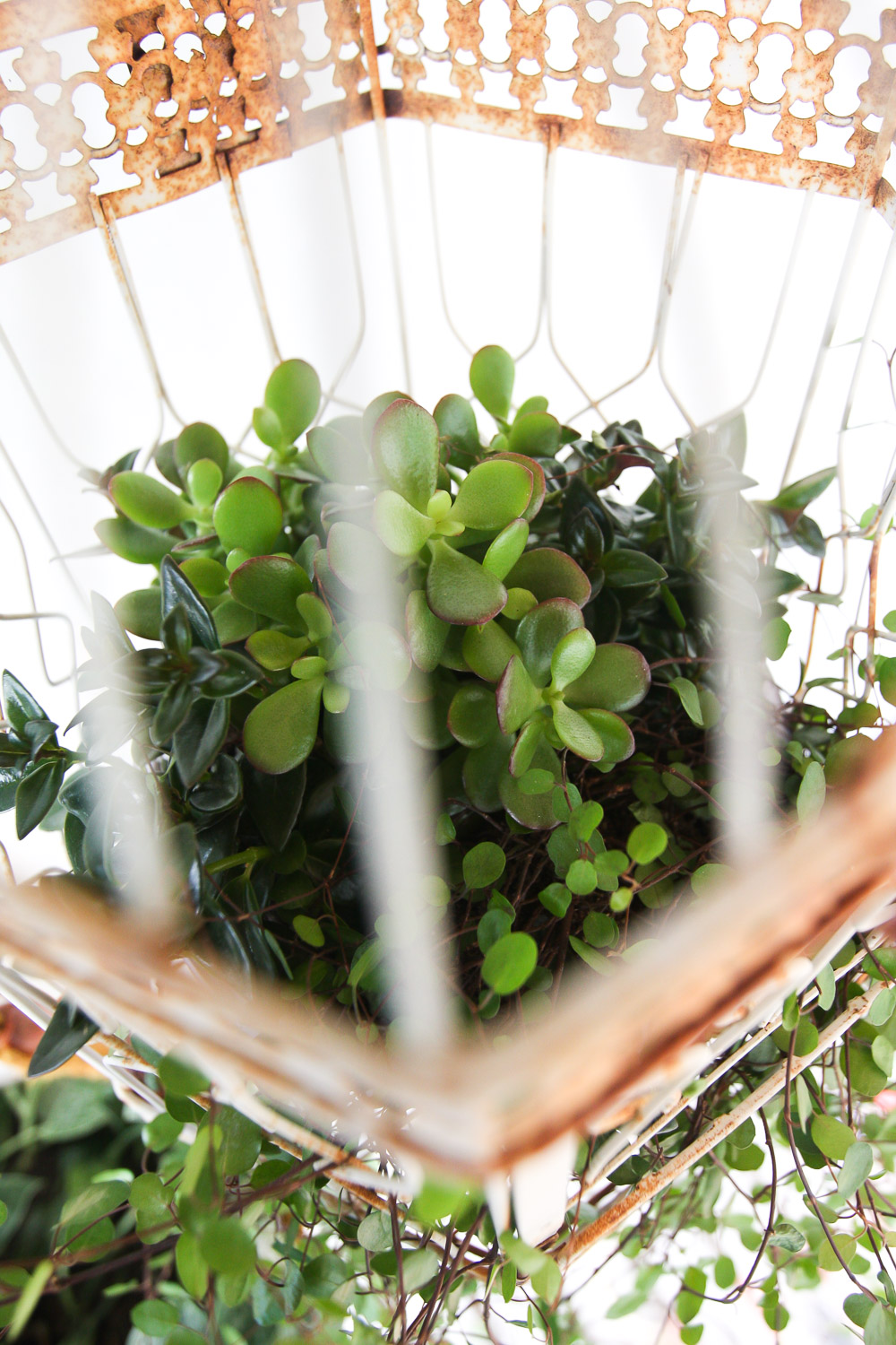 Plants you can't kill10 Jest Cafe