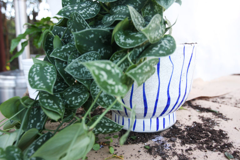 Plants you can�t kill15 Jest Cafe