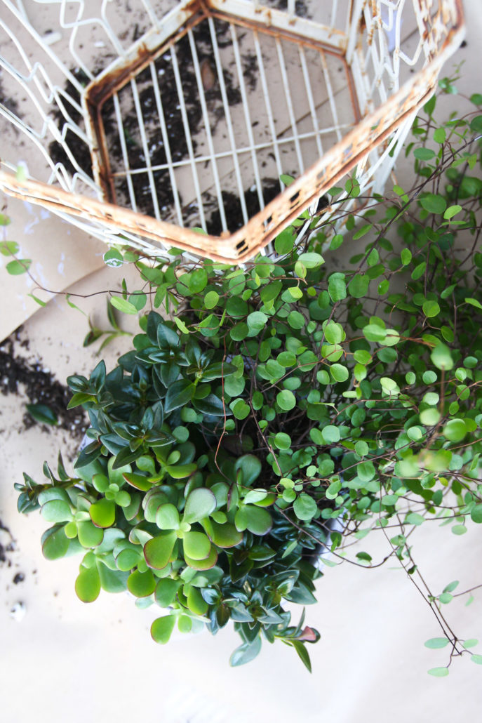 Plants you can't kill2 Jest Cafe