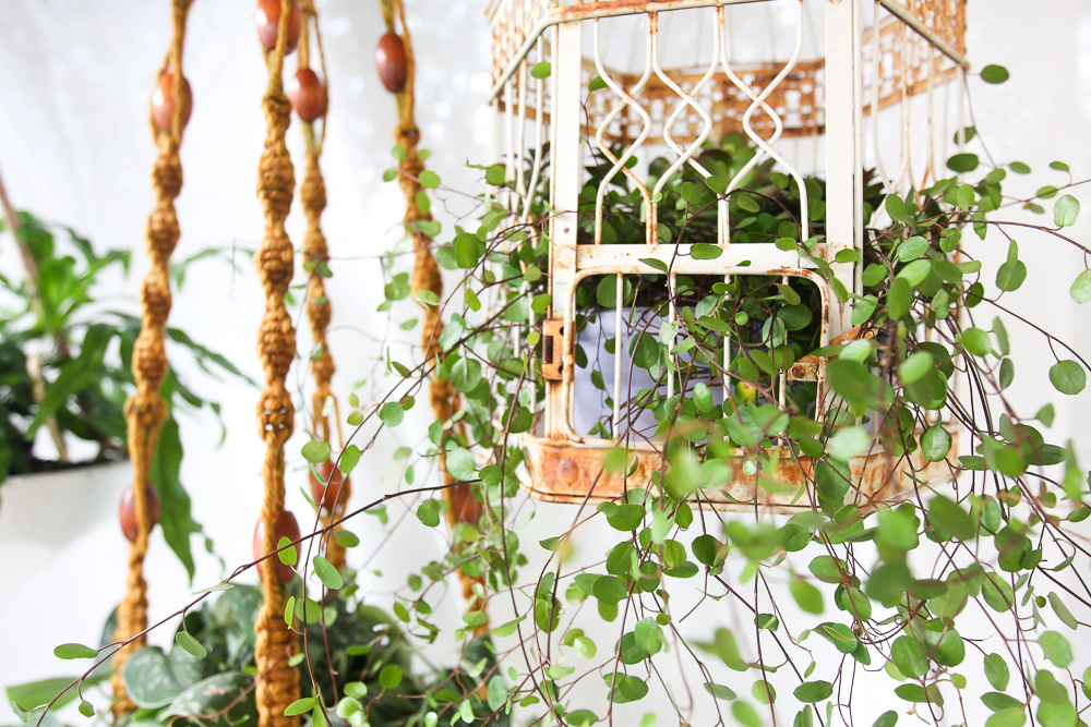 Plants you can't kill21 Jest Cafe