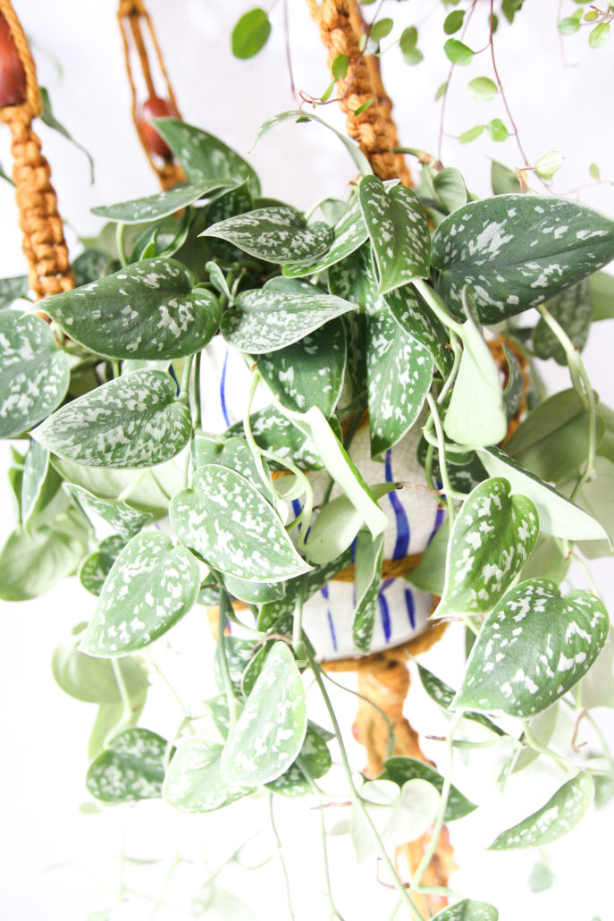 Plants you can't kill6 Jest Cafe